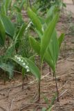 Convallaria majalis. Цветущее растение на свежих аллювиальных наносах на высоком пойменном лугу. Ленинградская обл., Лужский р-н, пойма р. Луга у дер. Кемка. 09.06.2010.