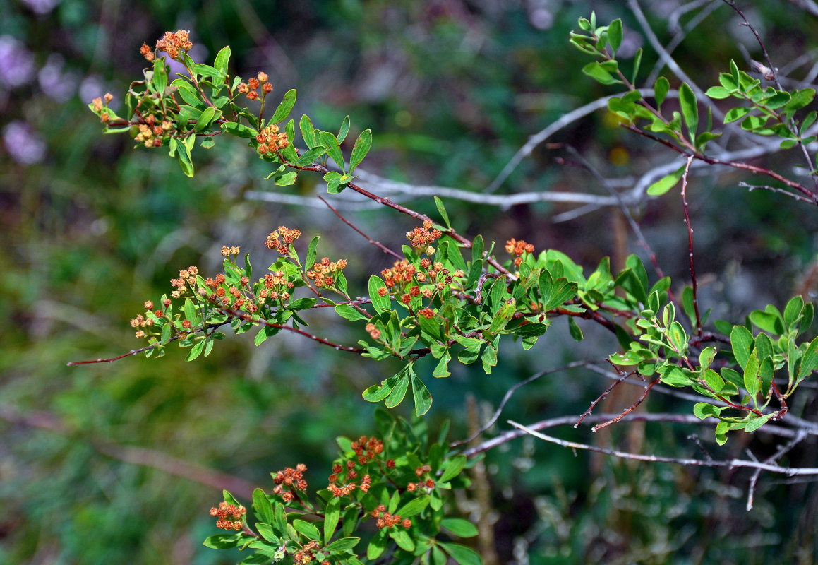 Image of Spiraea hypericifolia specimen.