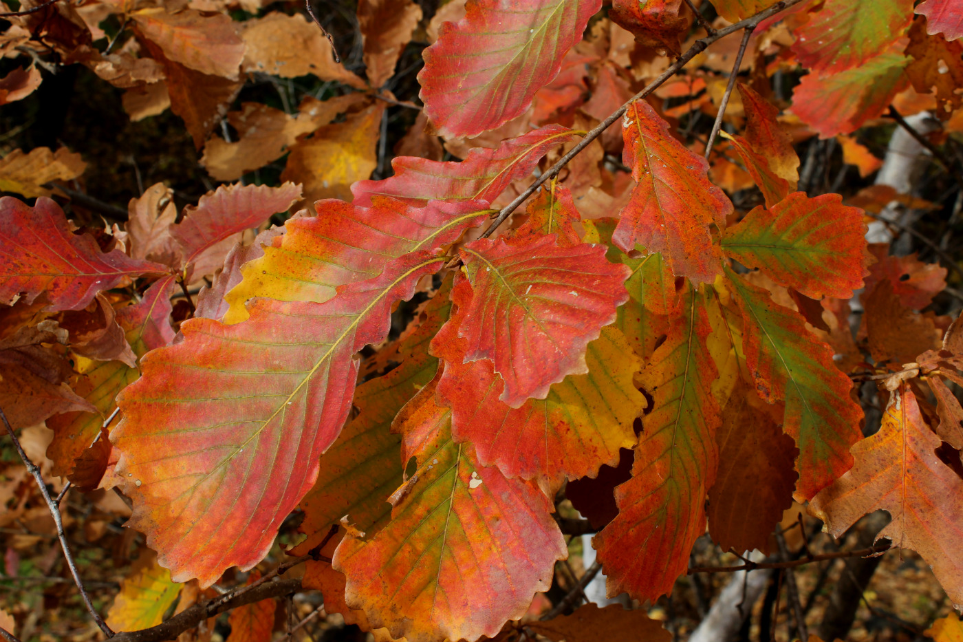 Image of Quercus mongolica specimen.