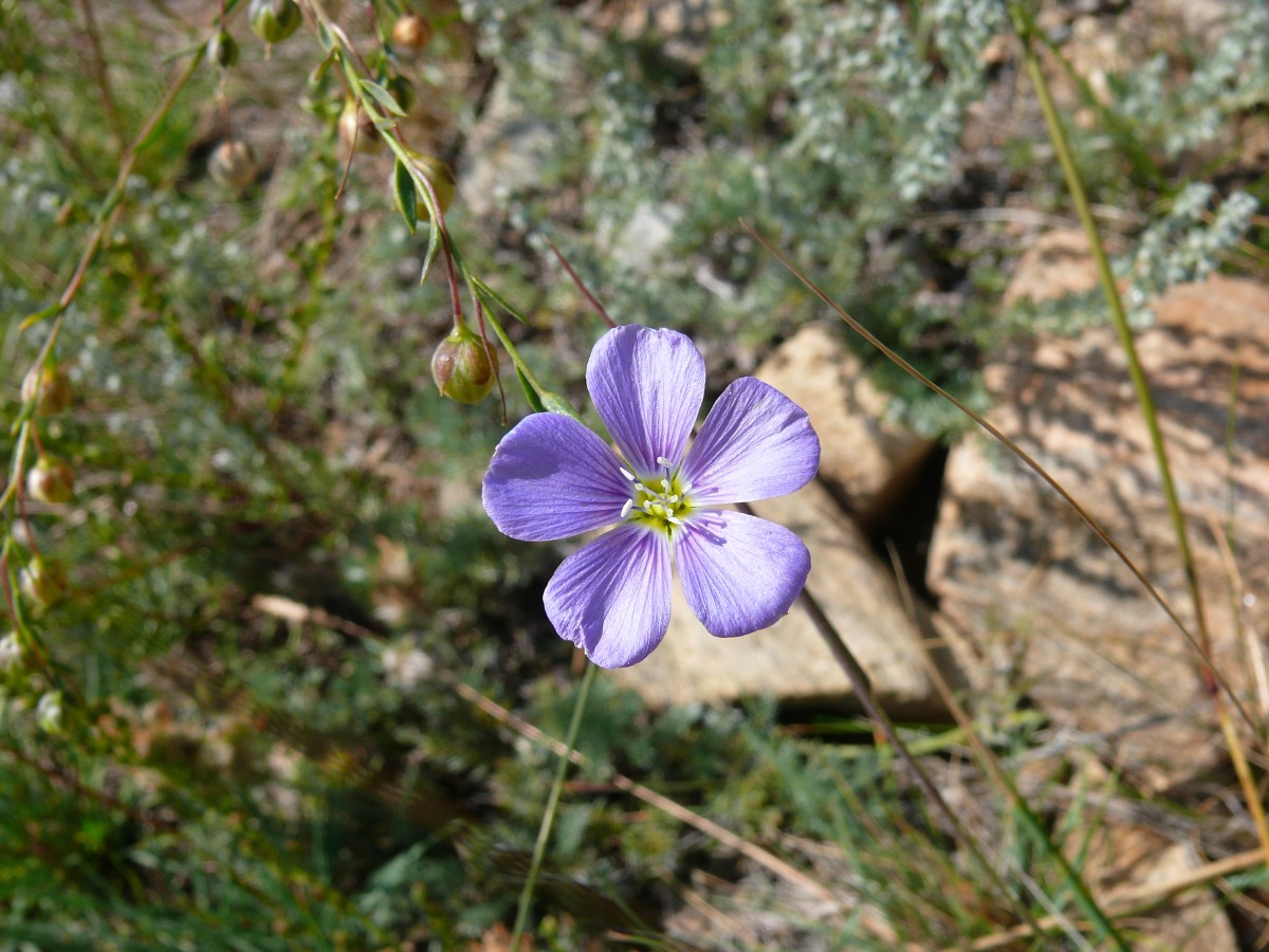 Изображение особи род Linum.