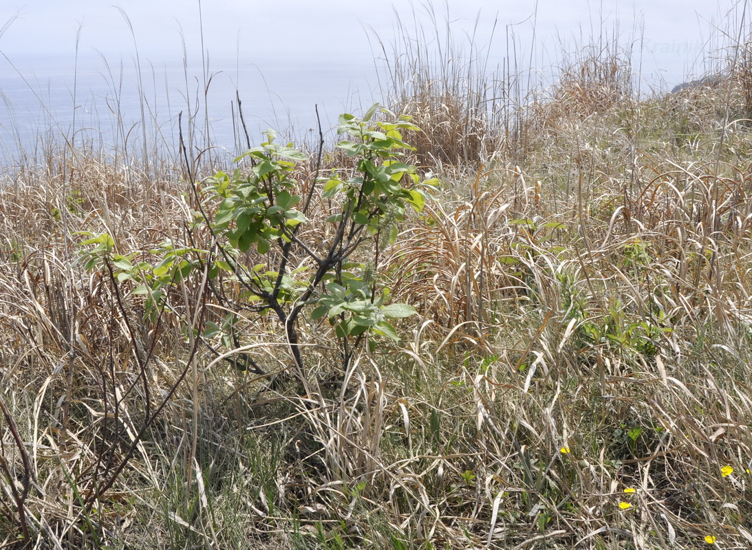 Image of genus Salix specimen.