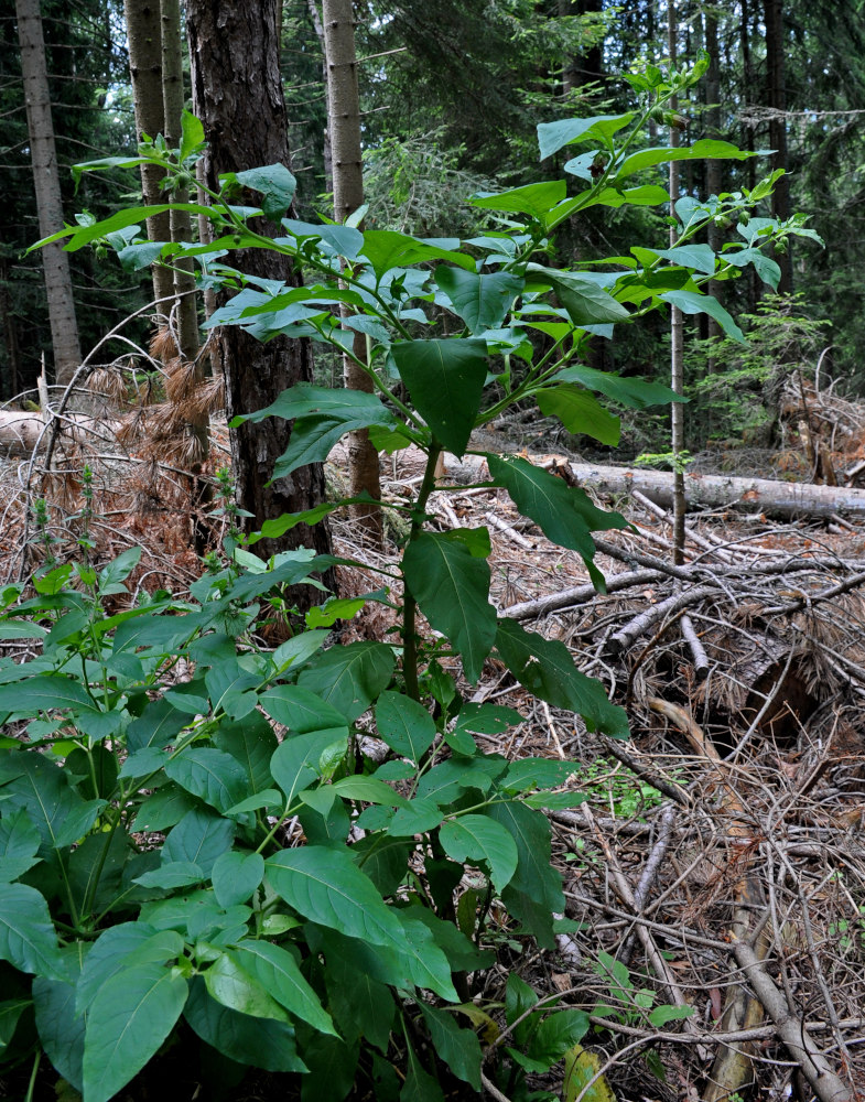 Image of Atropa bella-donna specimen.