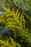 genus Solidago. Верхушка зацветающей веточки. Краснодарский край, МО город-курорт Сочи, Адлерский р-н, м-н Адлер, устье р. Мзымта, травянистая терраса, под кустом Salix. 6 октября 2019 г.