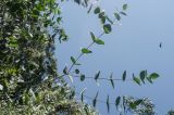 genus Eucalyptus