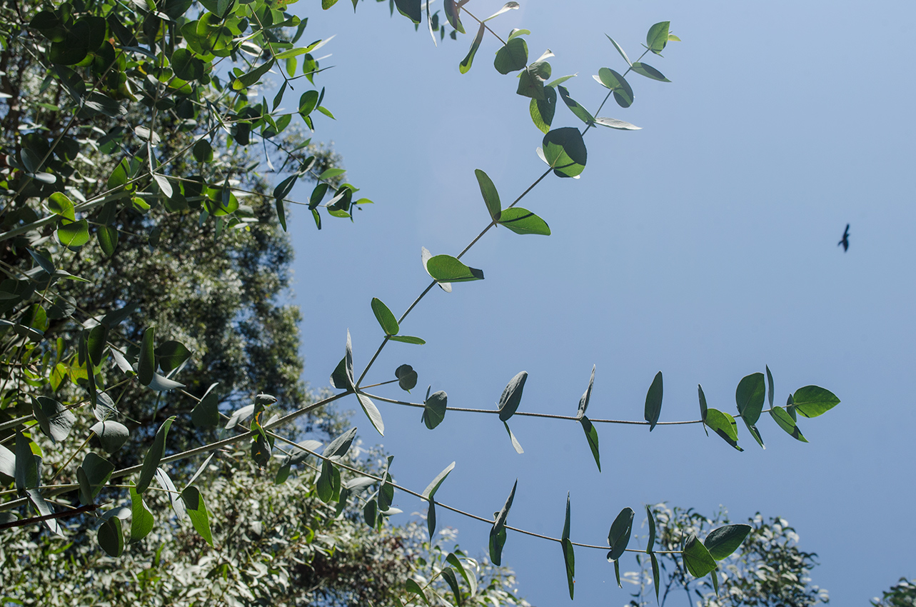 Image of genus Eucalyptus specimen.