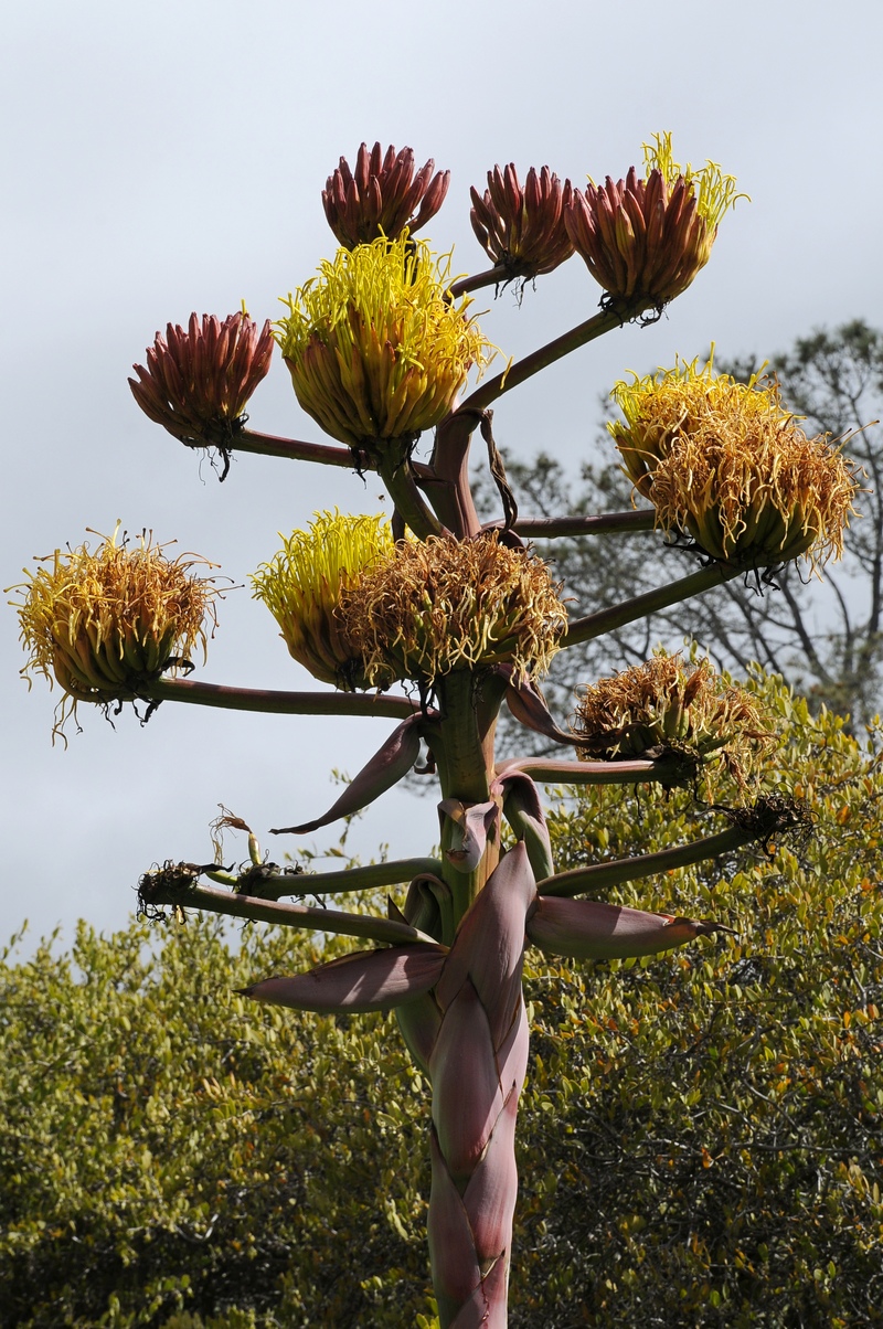 Image of Agave shawii specimen.