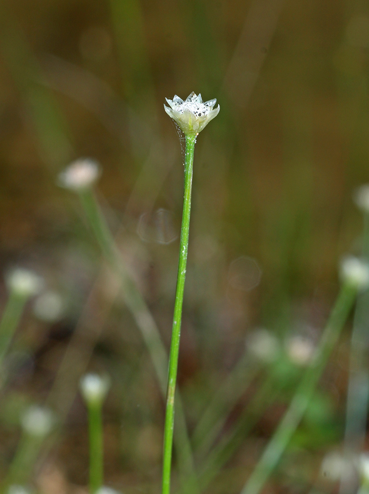 Image of Eriocaulon decemflorum specimen.