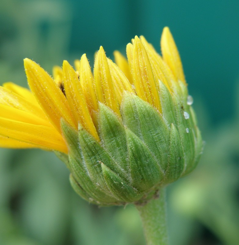 Изображение особи Helianthus rigidus.