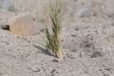 Distichlis spicata. Побеги. Перу, регион La Libertad, пос. Huanchaco, закреплённые дюны. 24.10.2019.