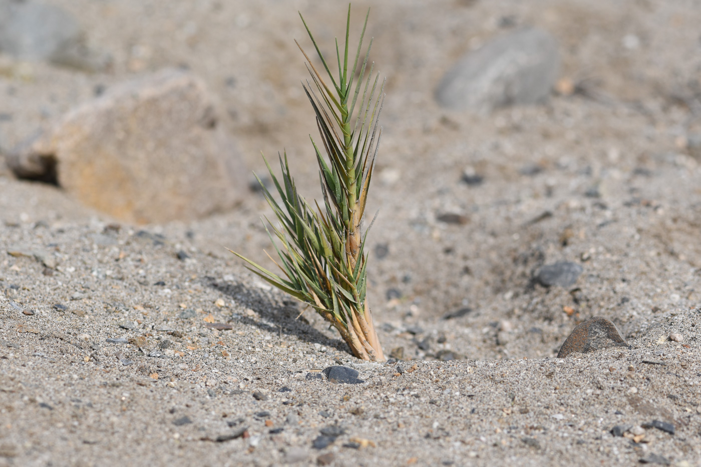 Image of Distichlis spicata specimen.