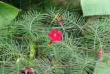 Ipomoea quamoclit