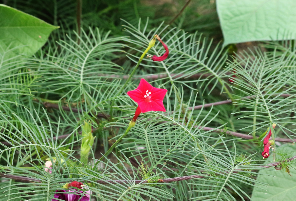 Изображение особи Ipomoea quamoclit.