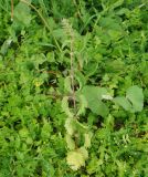 Urtica dioica