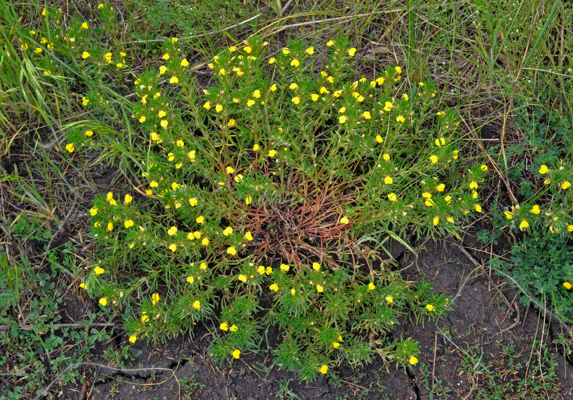 Image of Ajuga chia specimen.