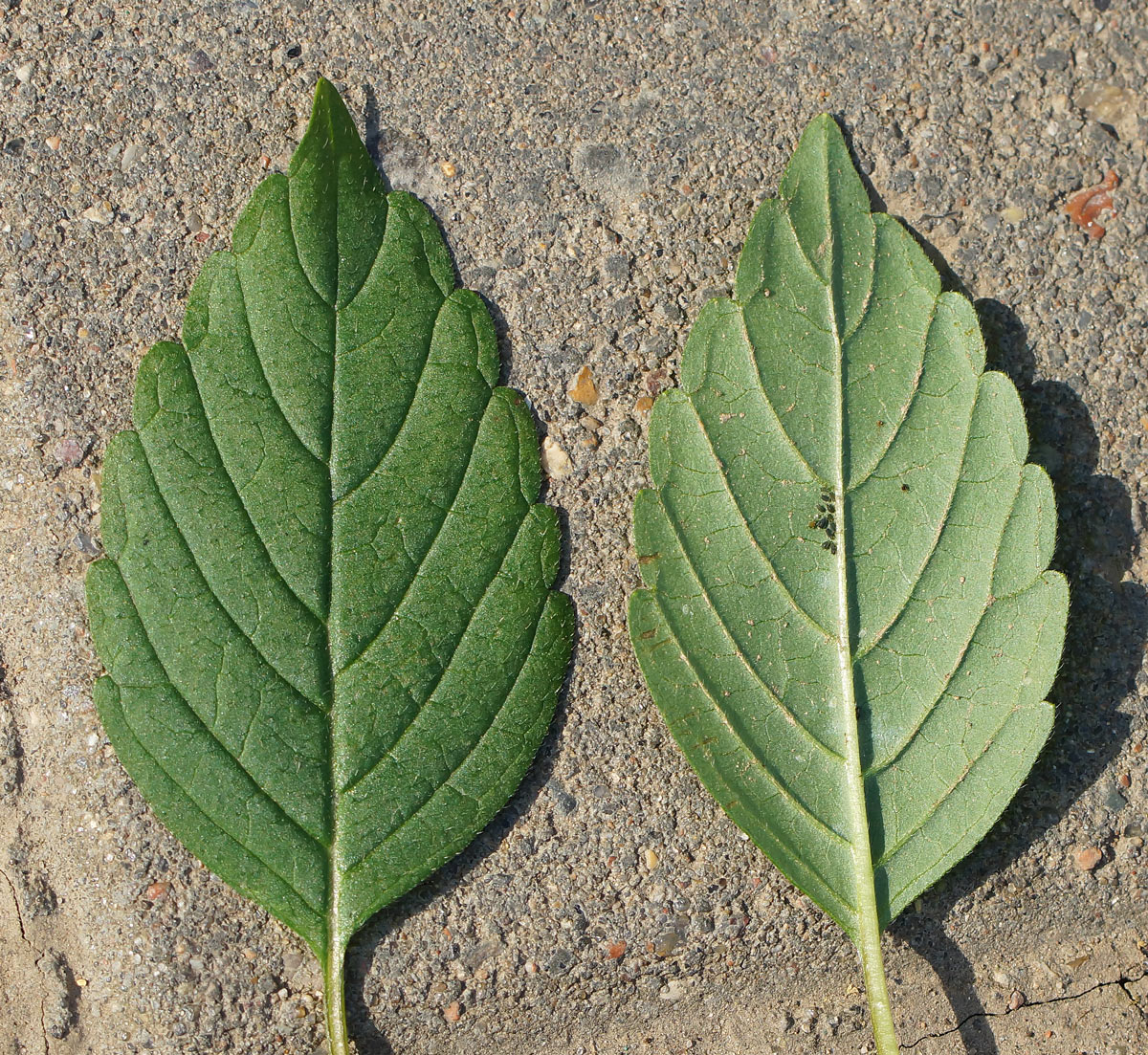 Image of Galeopsis bifida specimen.