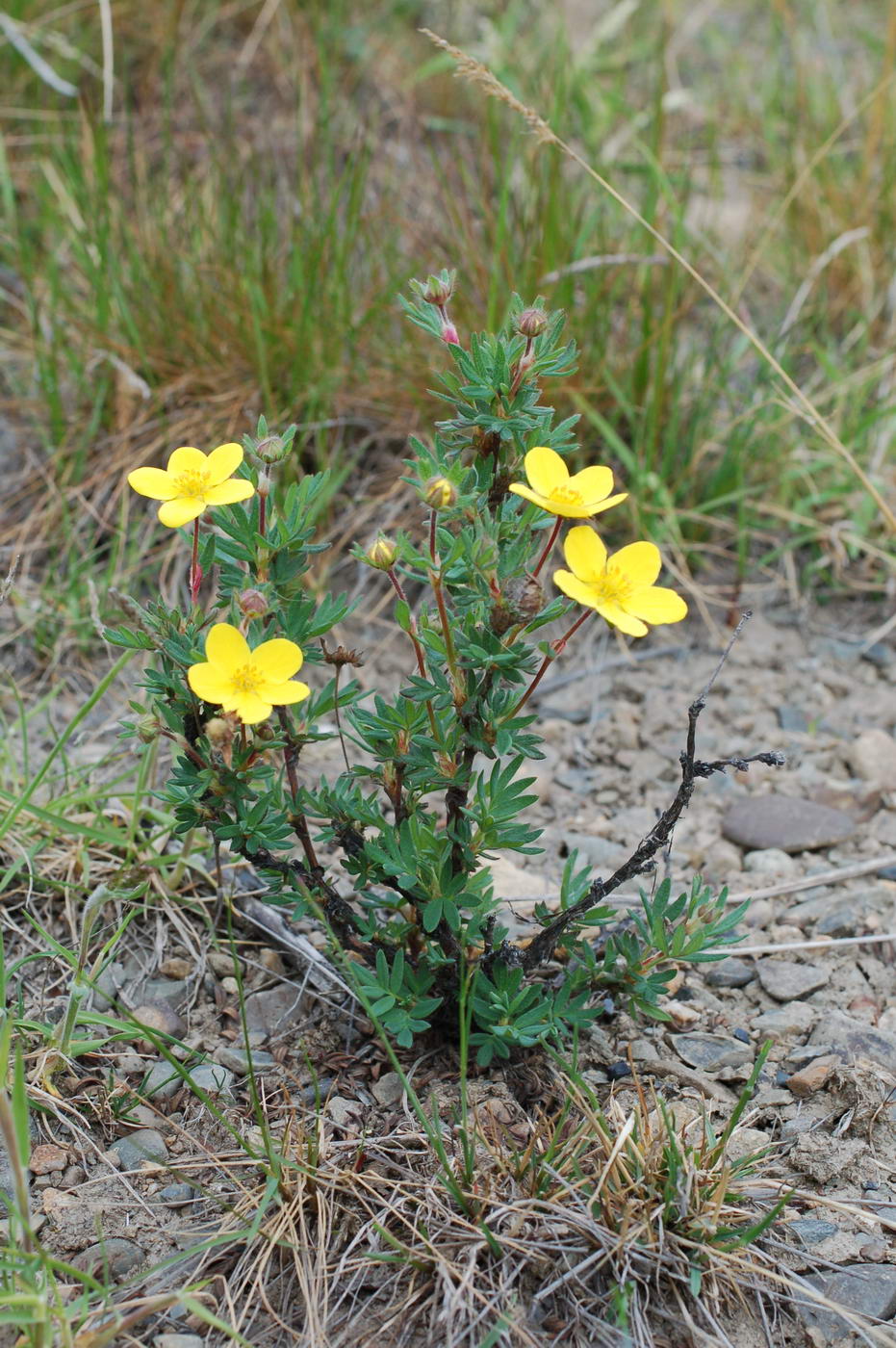 Изображение особи Dasiphora fruticosa.