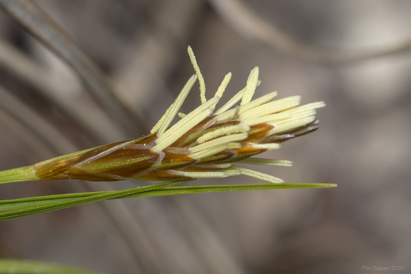 Image of Carex halleriana specimen.