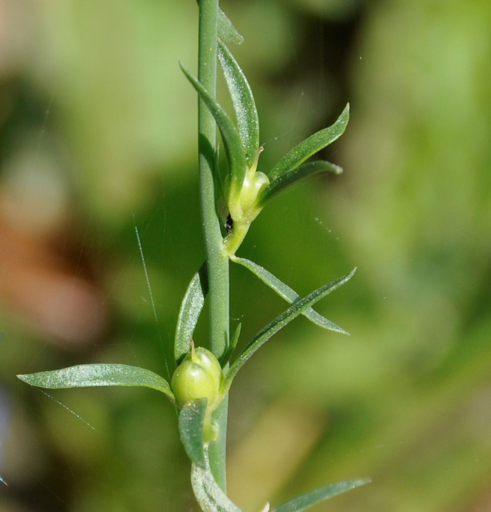 Изображение особи Linaria chalepensis.