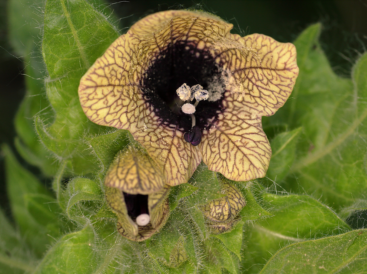 Изображение особи Hyoscyamus niger.