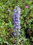 Veronica linariifolia