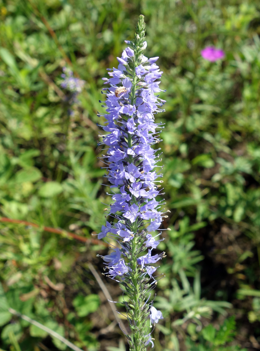 Image of Veronica linariifolia specimen.