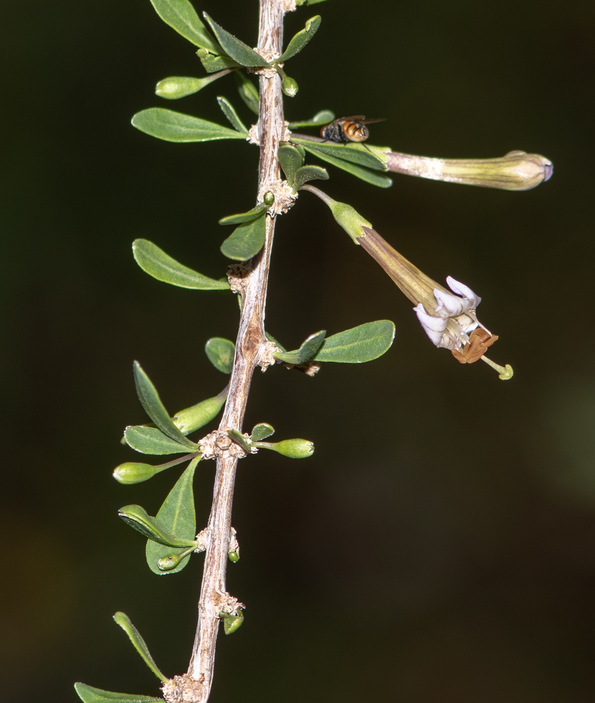 Изображение особи Lycium bosciifolium.