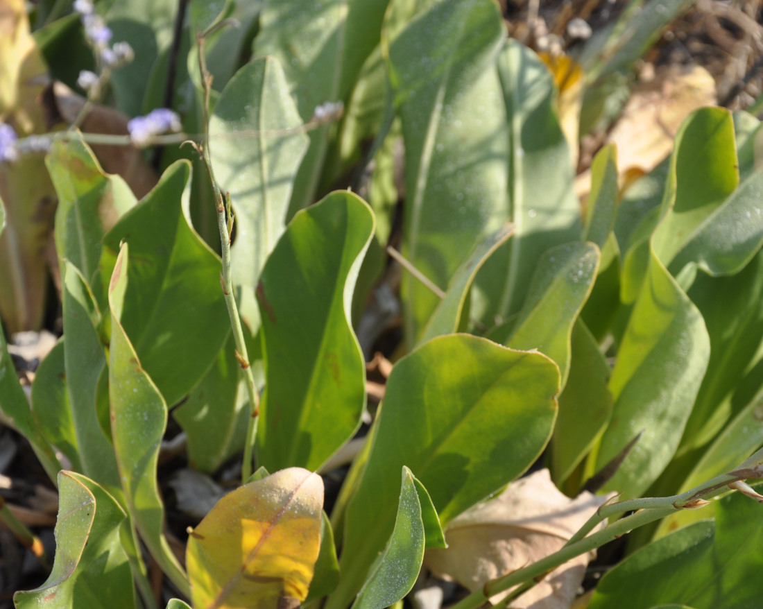 Image of Limonium narbonense specimen.