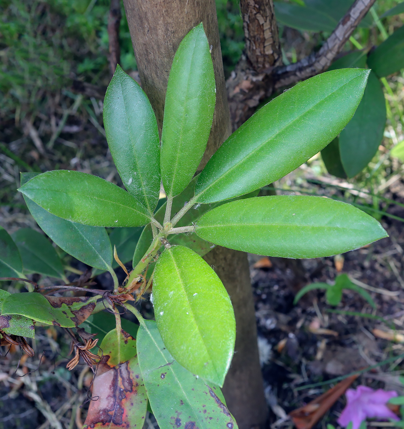 Изображение особи род Rhododendron.