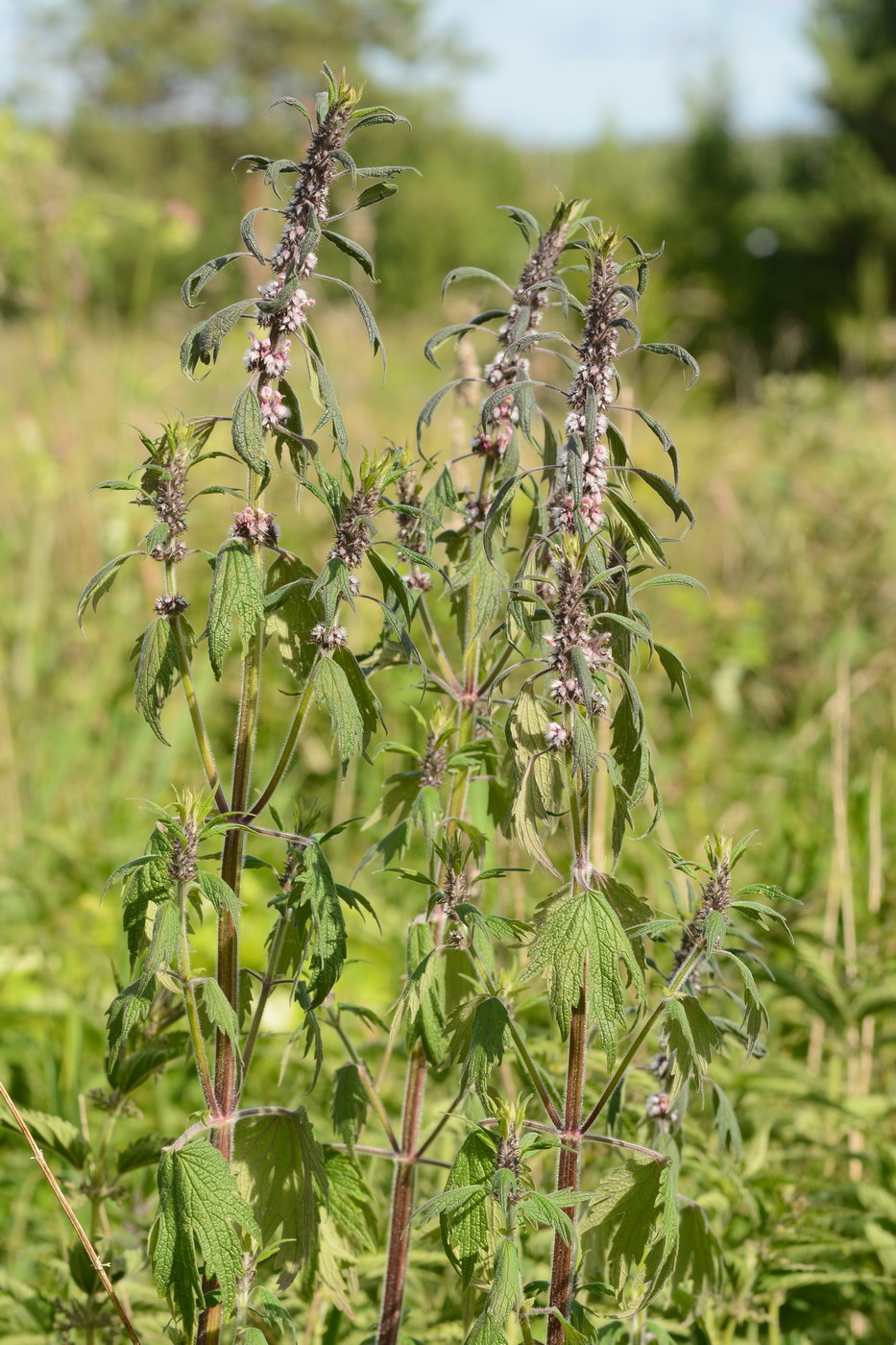 Изображение особи Leonurus quinquelobatus.