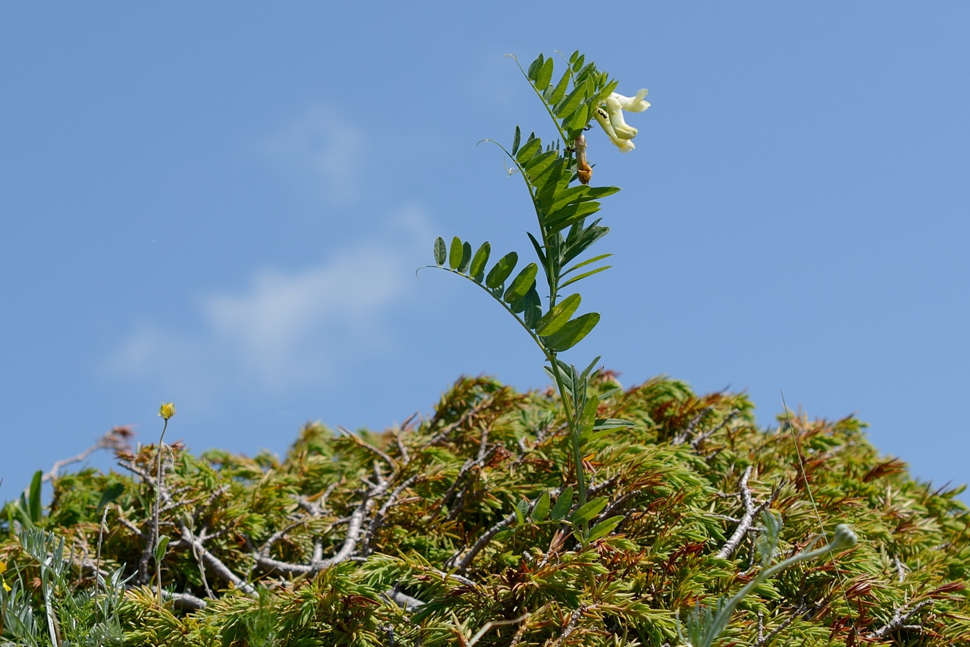 Image of Vicia balansae specimen.