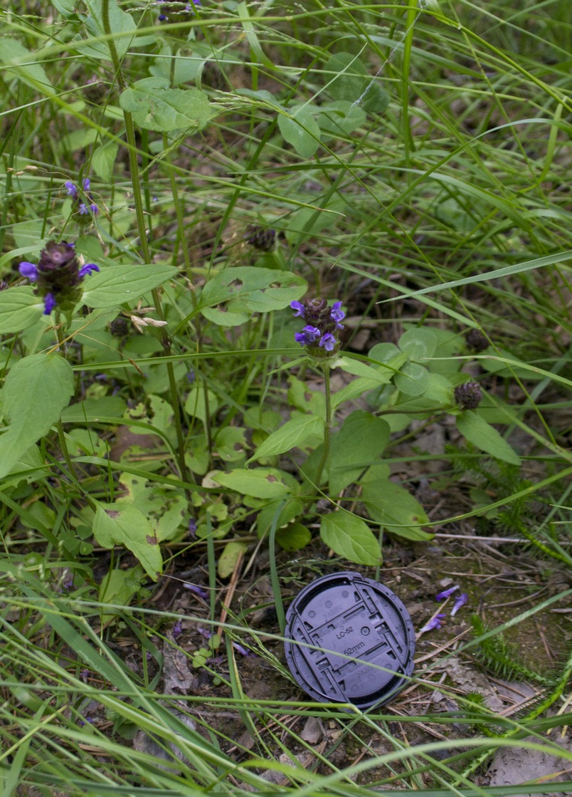 Image of Prunella vulgaris specimen.