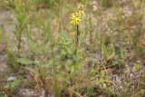 Senecio nemorensis