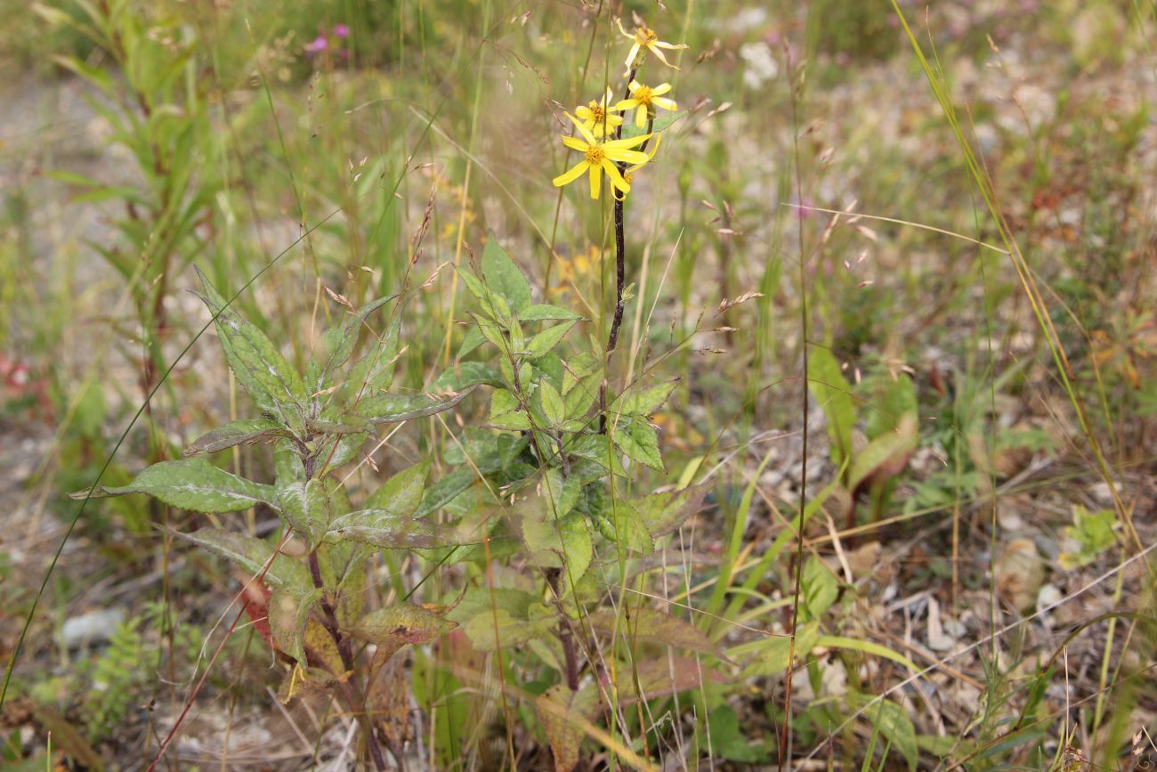 Image of Senecio nemorensis specimen.