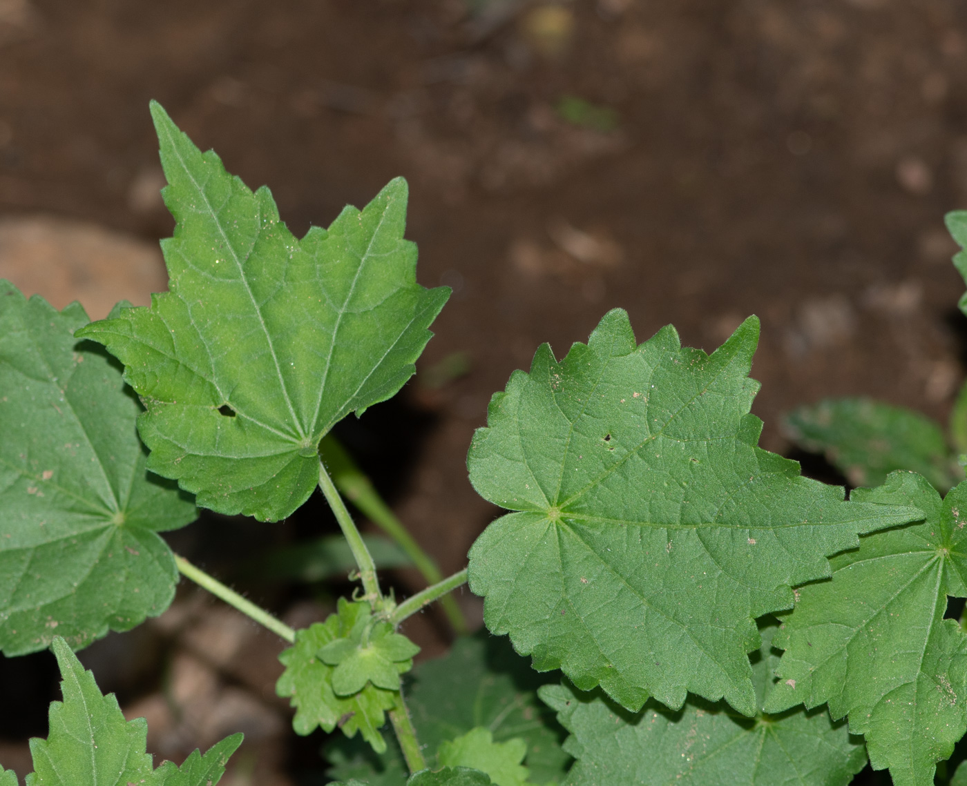 Image of Pavonia burchellii specimen.
