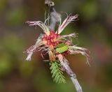 Calliandra eriophylla