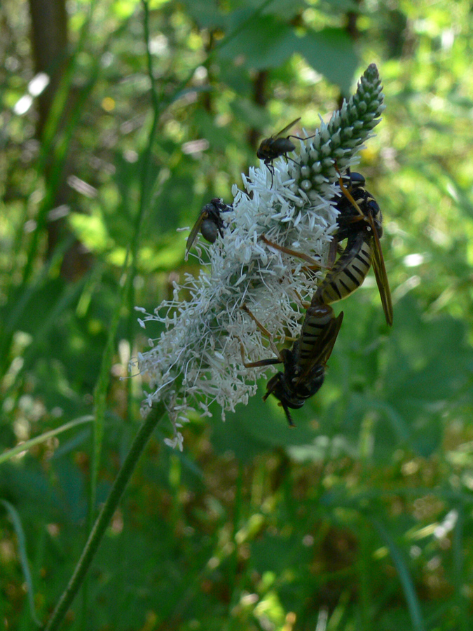 Image of Plantago media specimen.