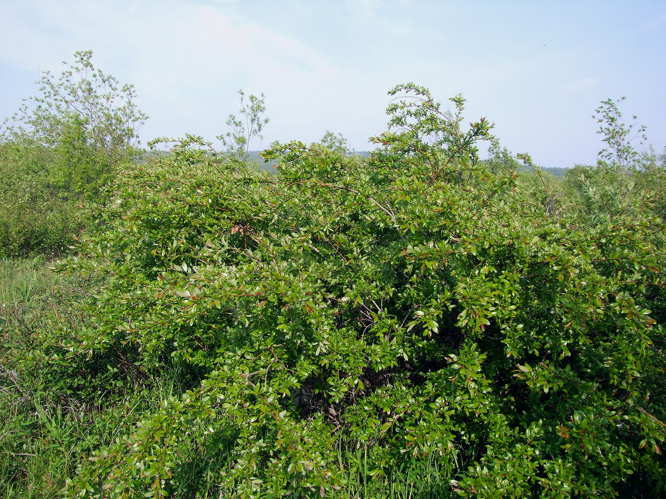 Image of Salix dshugdshurica specimen.