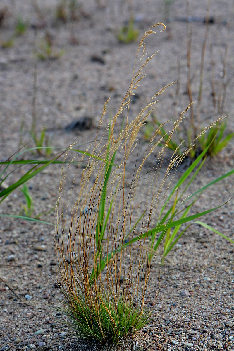 Image of genus Agrostis specimen.