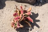 Mesembryanthemum guerichianum. Вегетрующее растение с сухим цветоносом. Намибия, регион Erongo, ок. 20 км к востоку от г. Свакопмунд, пустыня Намиб, национальный парк \"Dorob\". 03.03.2020.