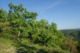Quercus robur. Взрослые растения. Башкортостан, Гафурийский р-н, окр. дер. Толпарово, долина р. Зилим, вершина скального массива, которым гора Мамбет обрывается в реку. 1 сентября 2020 г.