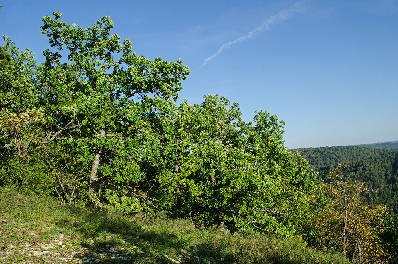 Изображение особи Quercus robur.