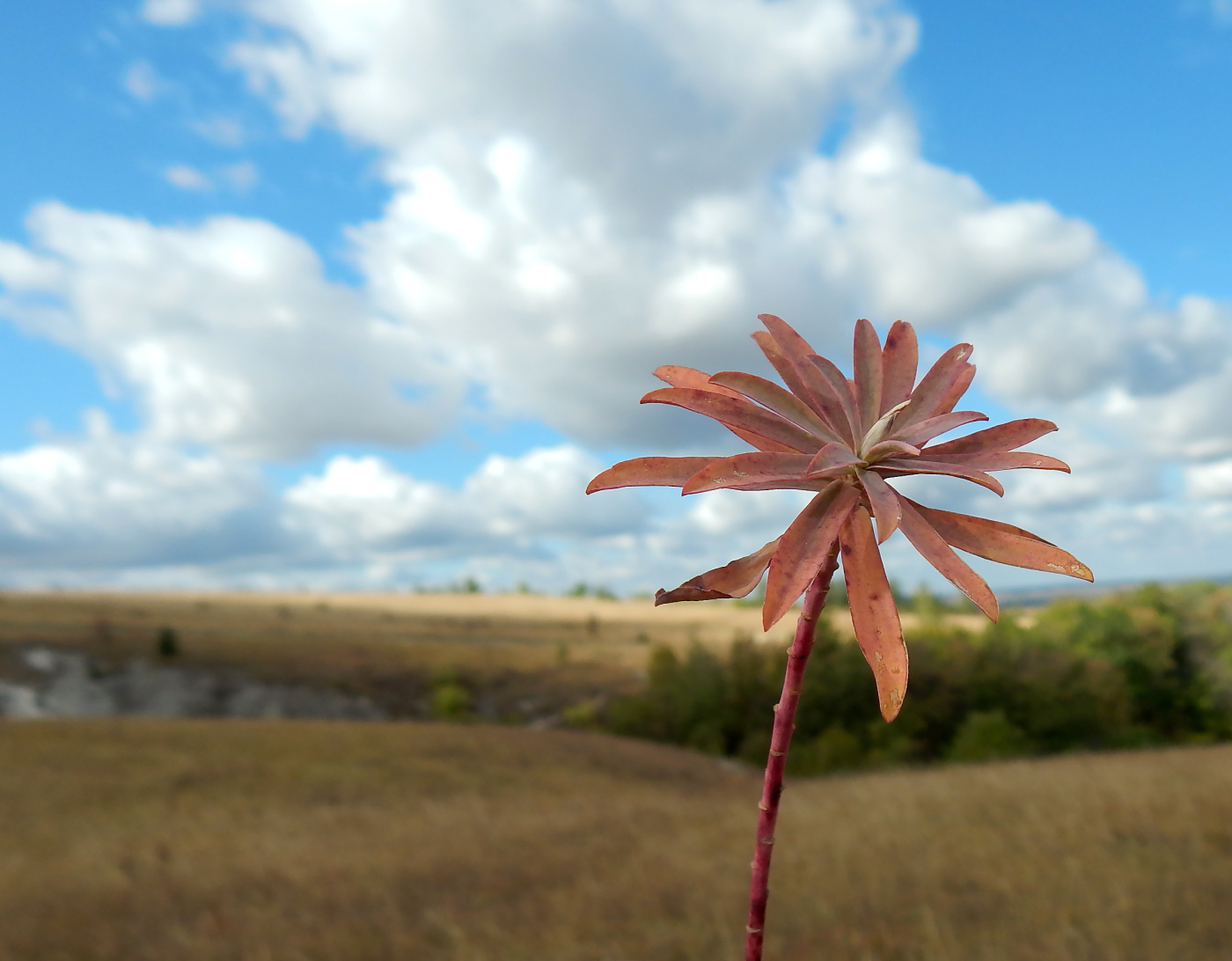 Image of genus Euphorbia specimen.