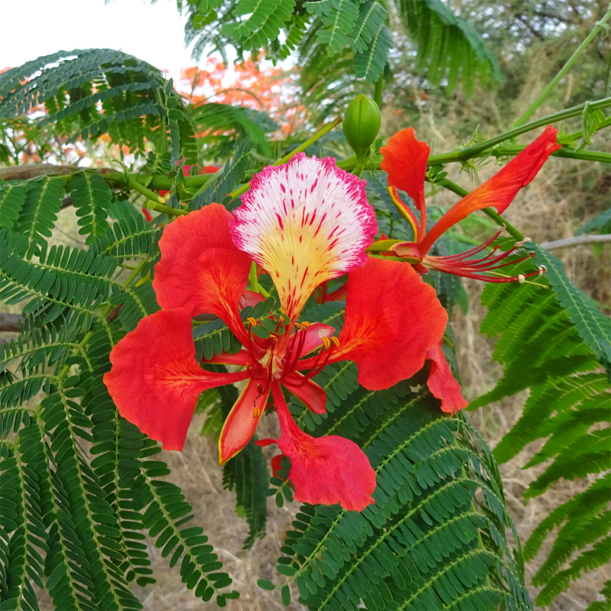 Изображение особи Delonix regia.