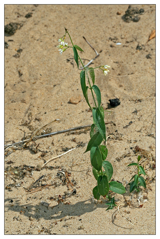 Image of Vincetoxicum hirundinaria specimen.