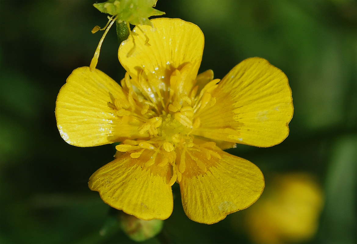 Image of Ranunculus repens specimen.