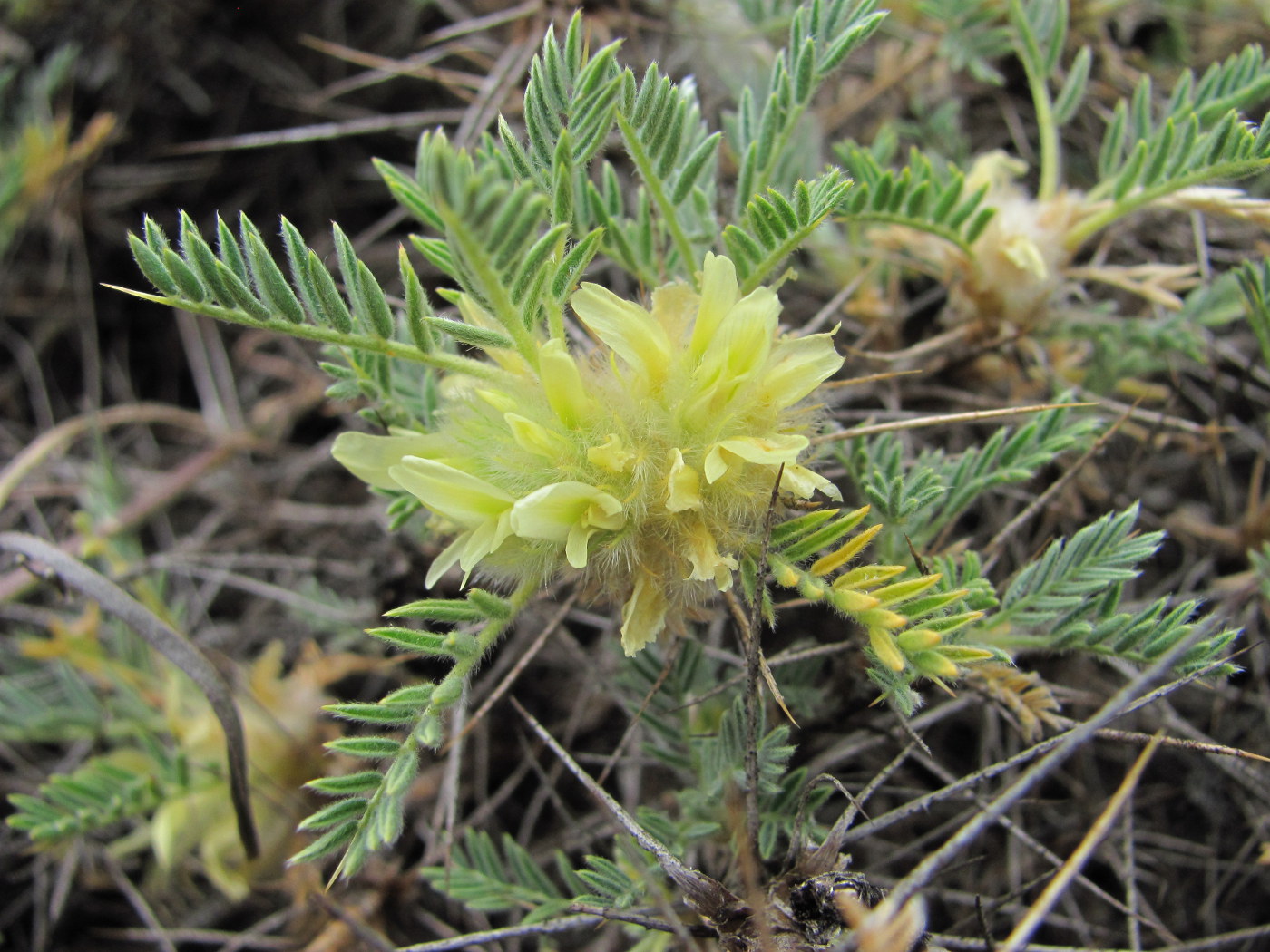 Изображение особи Astragalus aureus.