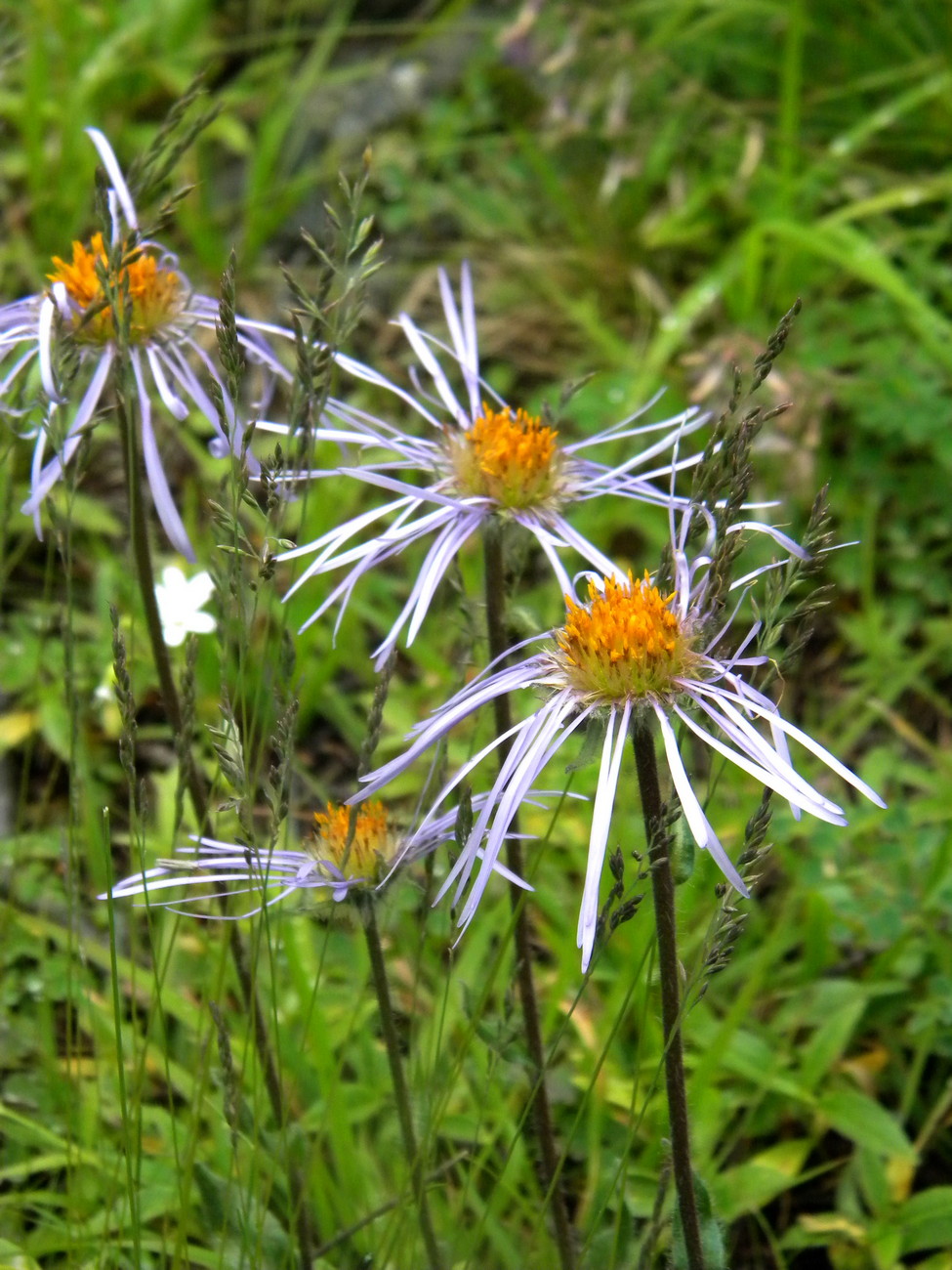 Image of Erigeron flaccidus specimen.