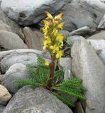 Pedicularis oederi