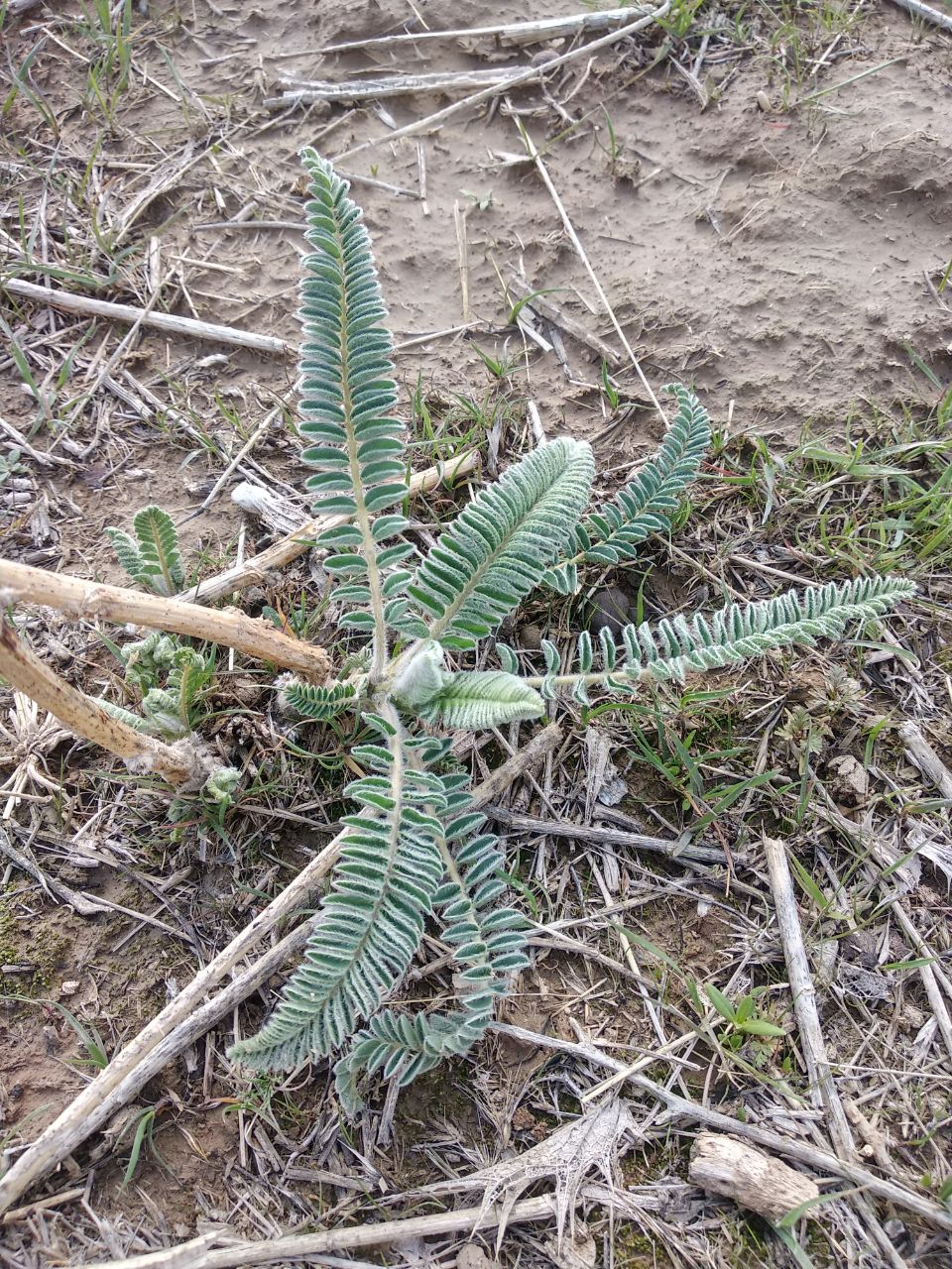 Изображение особи Astragalus alopecias.