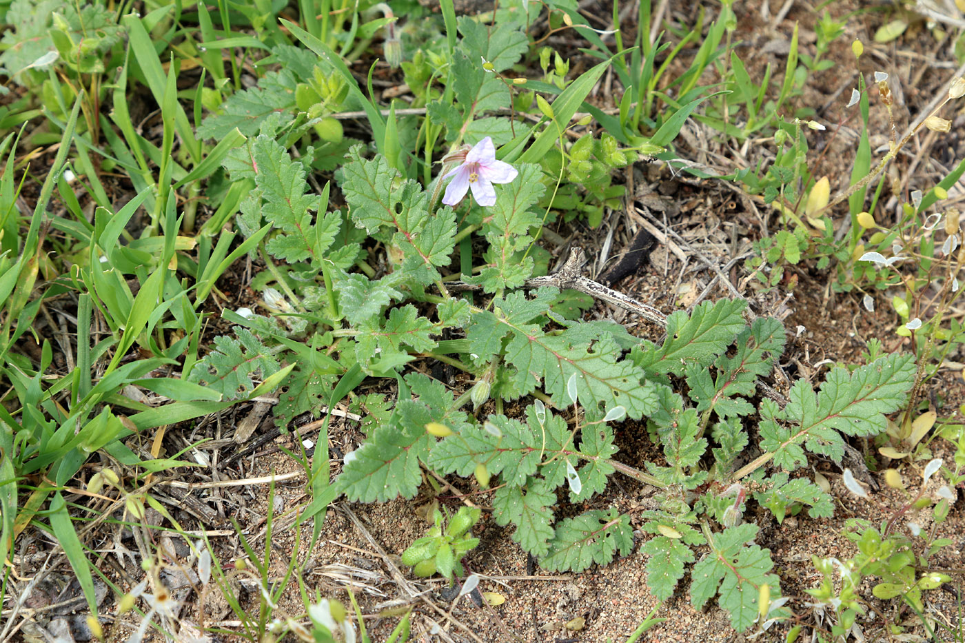 Image of Erodium hoefftianum specimen.